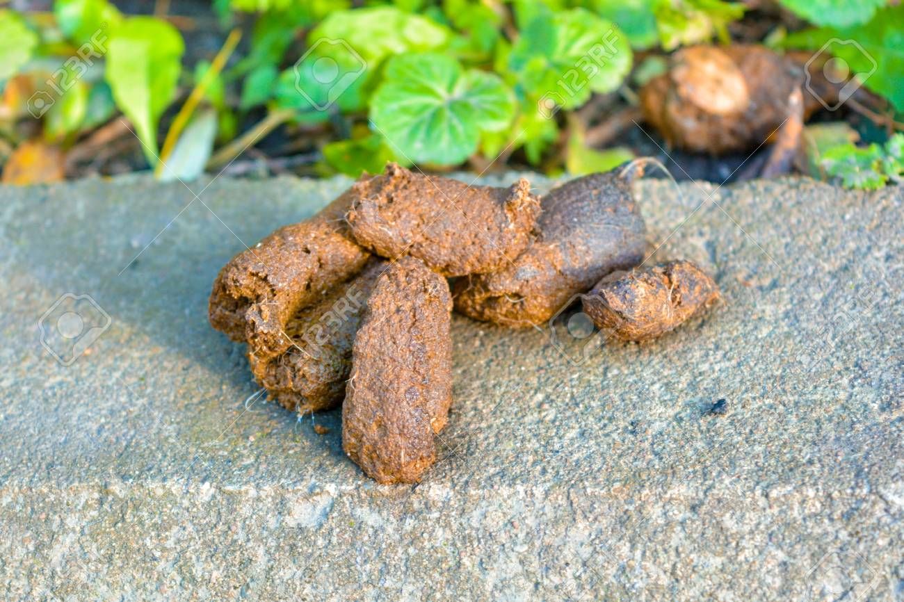 111083598-dog-feces-on-the-cement-ground-at-a-roadside-close-up-dog-****.jpg