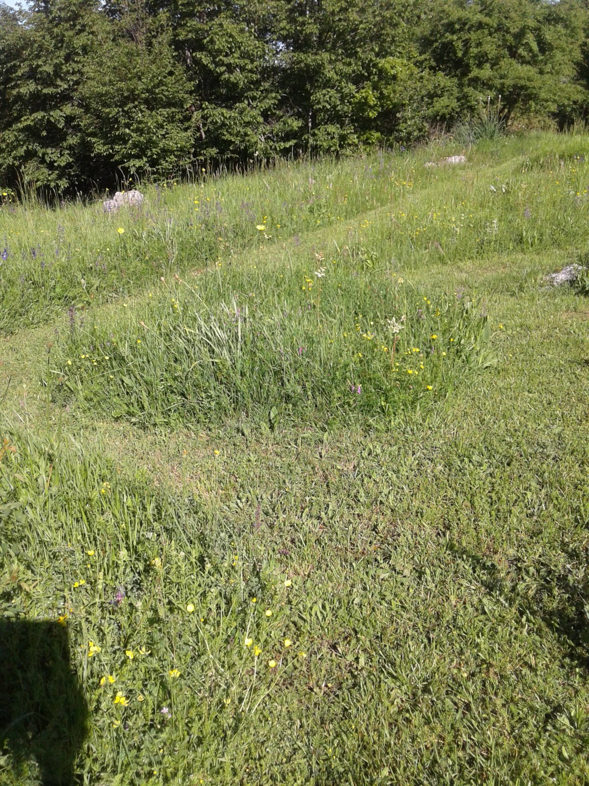 1716797517346-93650486.jpg