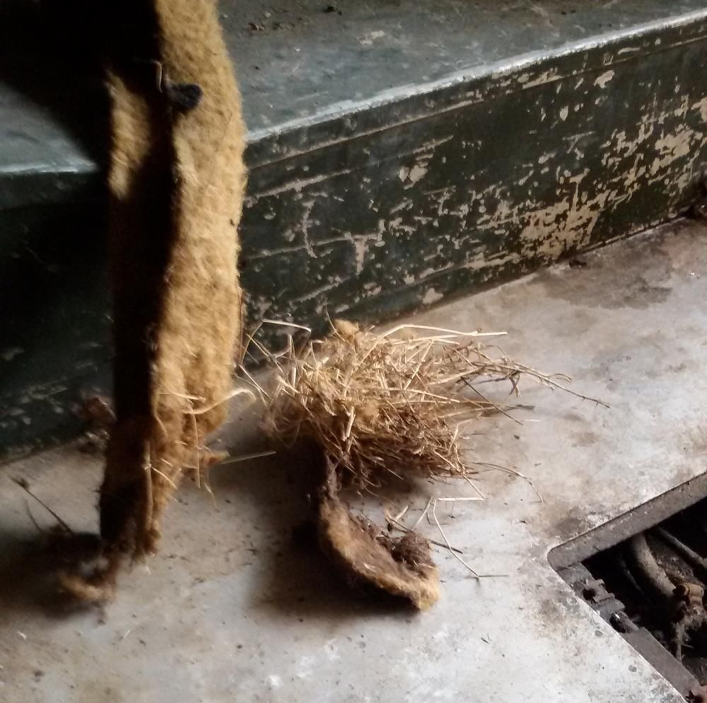 1965 series 2a station wagon found a birds nest.jpg