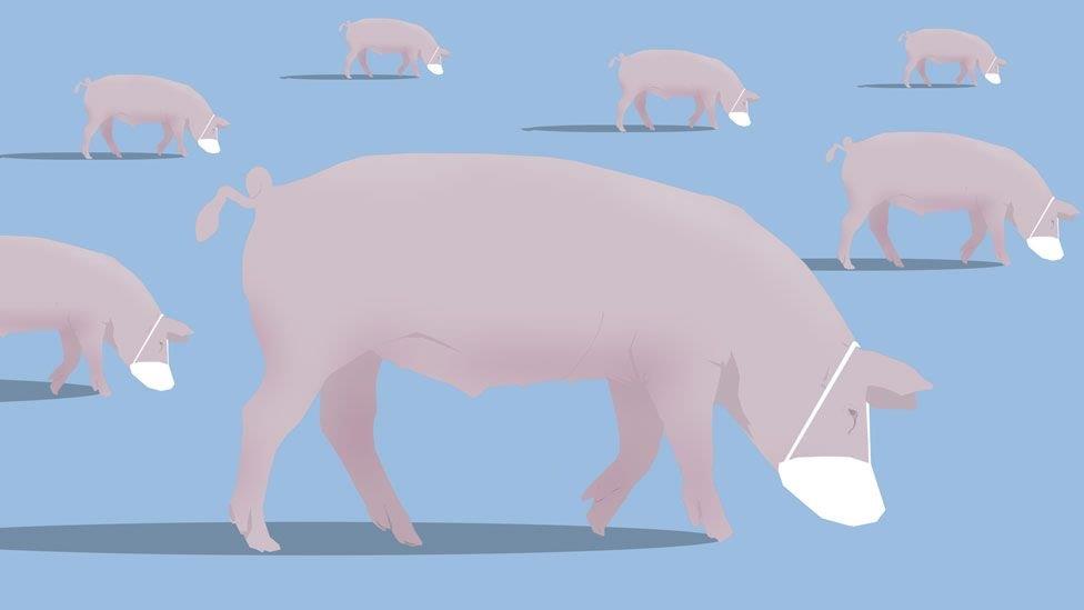 _111824856_pigs_976.jpg