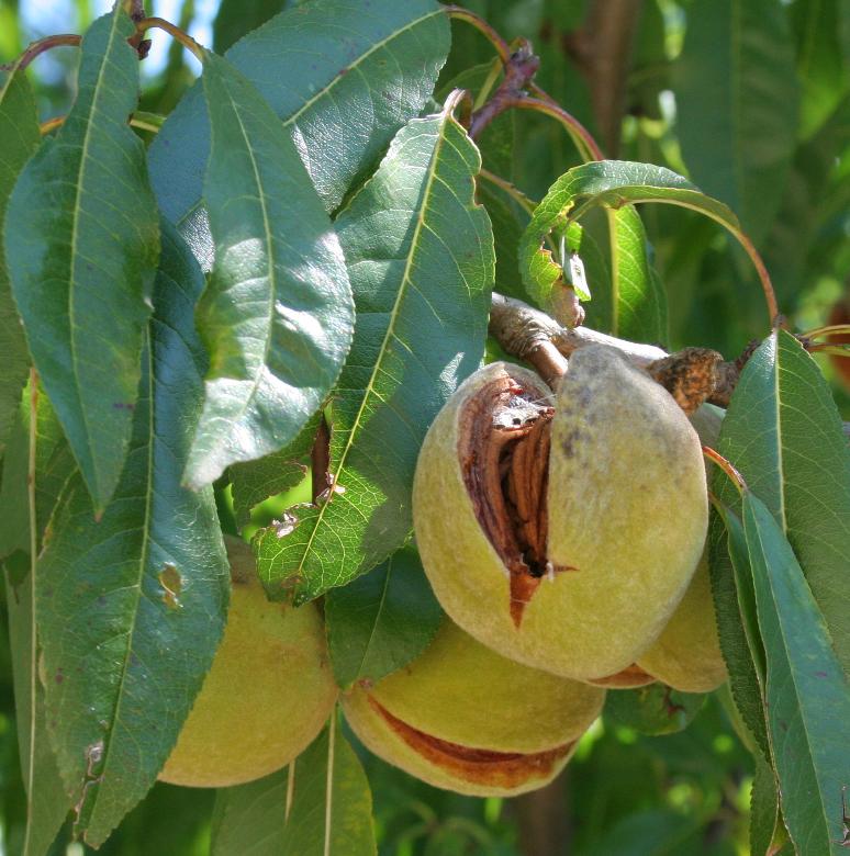 almondfruit1.jpg
