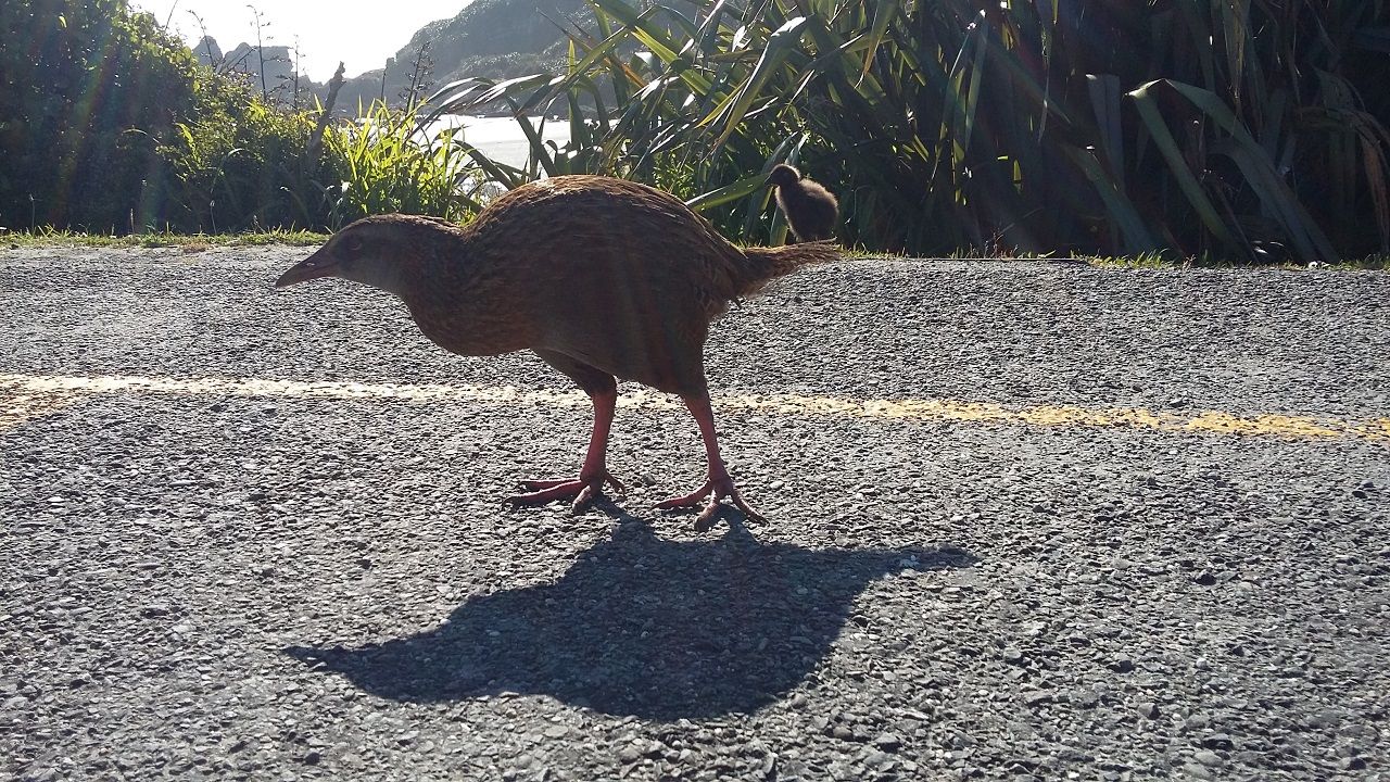 Coast_3_Weka.jpg