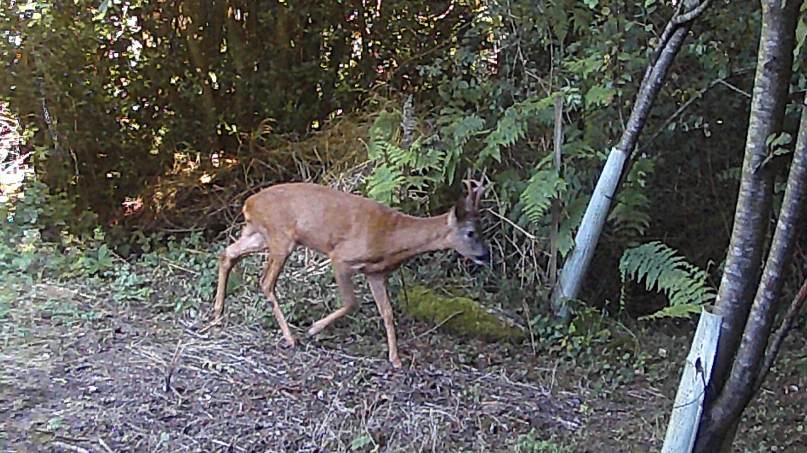 deer1.jpg