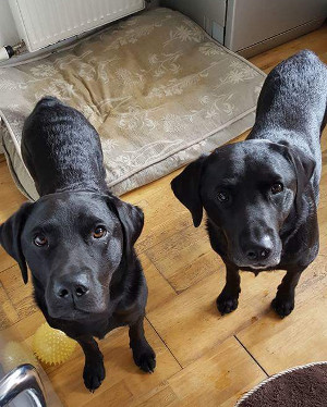 dogs.jpg