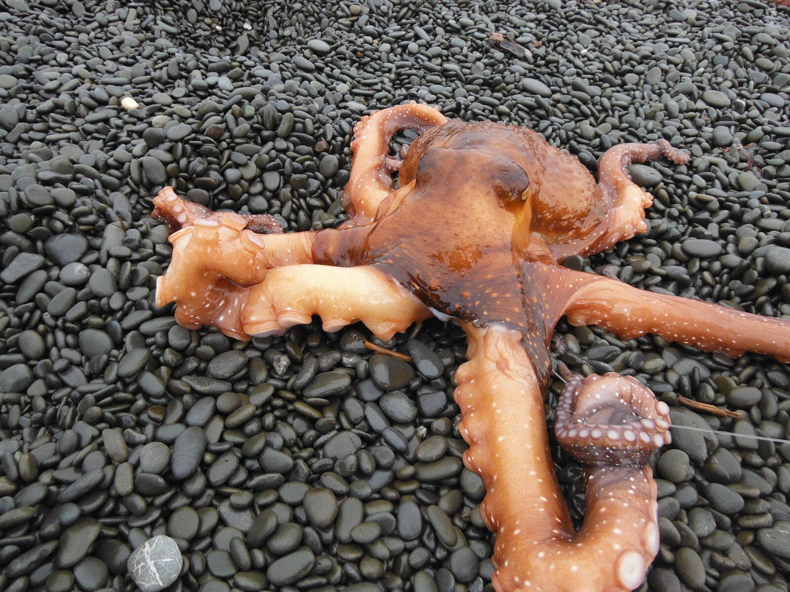 DSCF2158.jpg