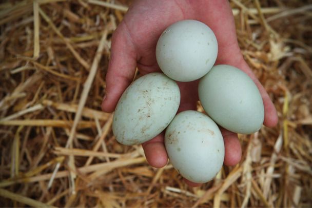 duck eggs.jpg