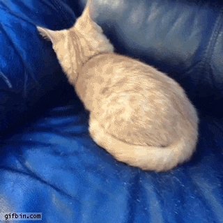giphy (2).gif