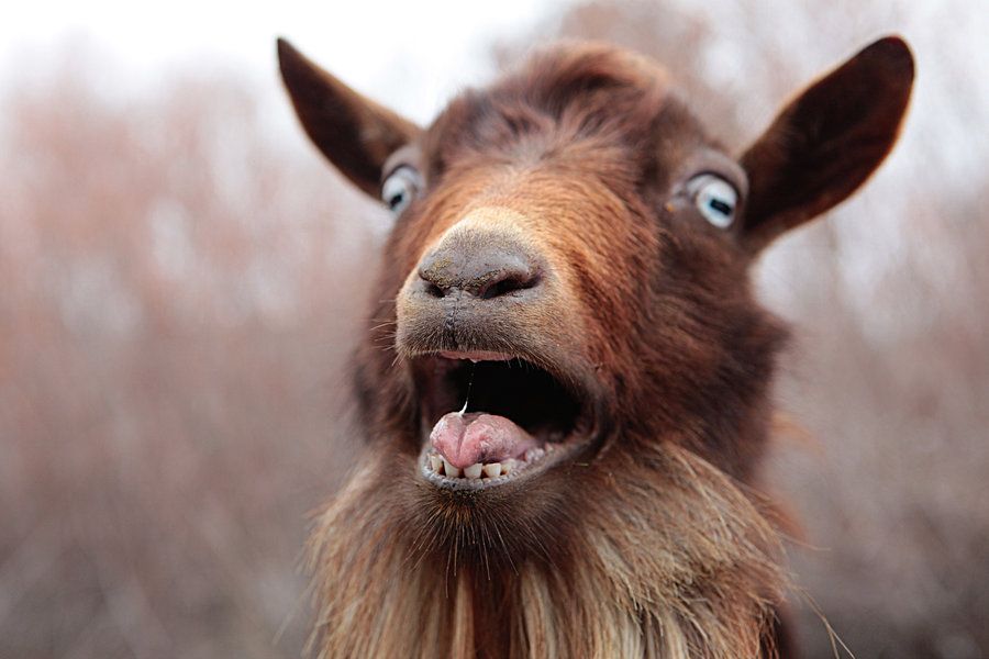Goat.jpg