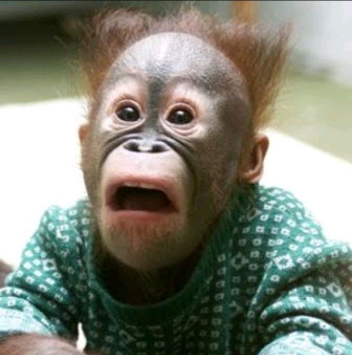 monkey shock.JPG