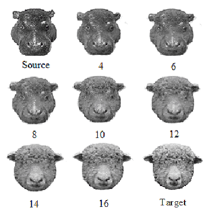 Morphed-images-for-the-hippo-sheep-animal-pair-numbers-represent-morphing-progression.png