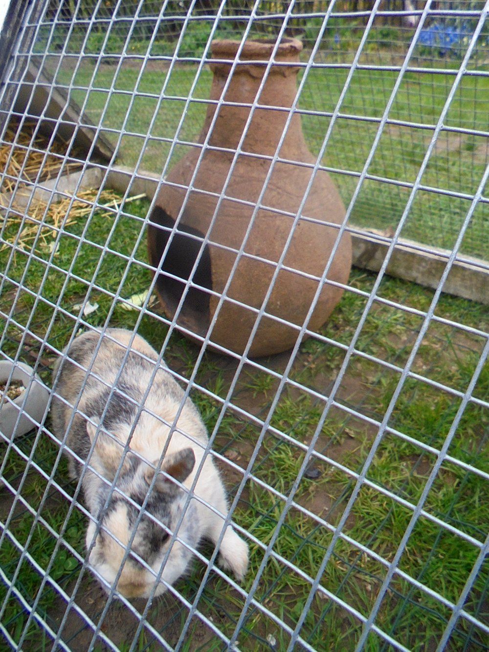 Rabbit and a pot.JPG