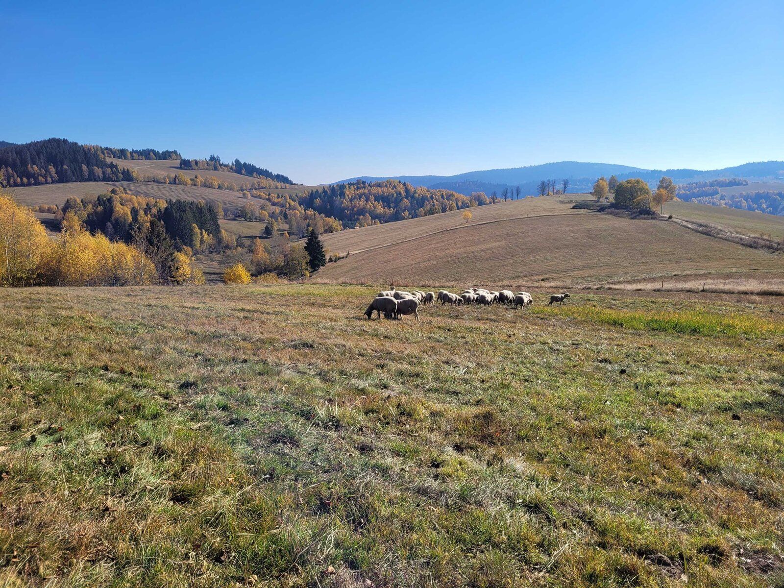sheep.jpg