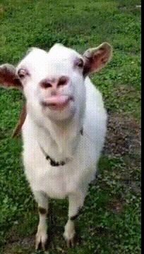 the-best-funny-pictures-of-gifs-describing-first-sexual-expereience-funny-goat.gif