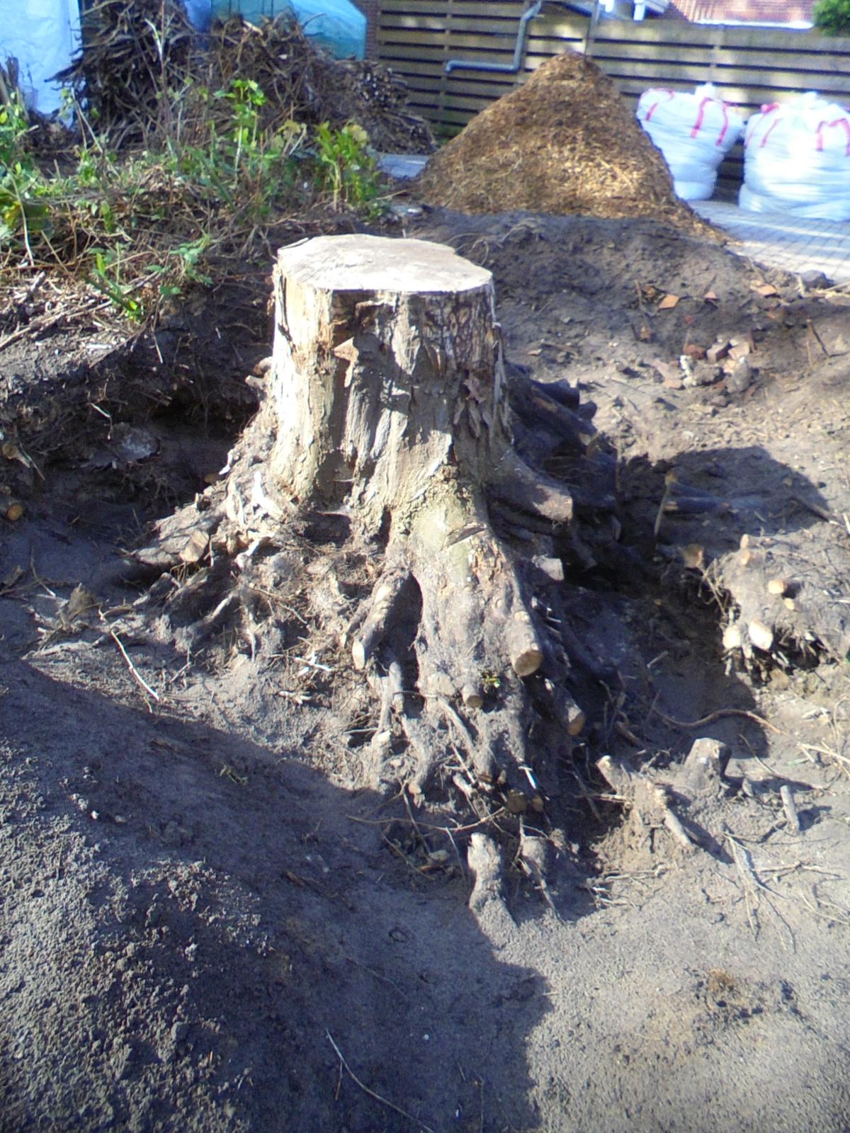 Tree stump3.jpg