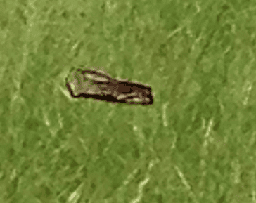 upload_2018-9-1_18-36-40.png