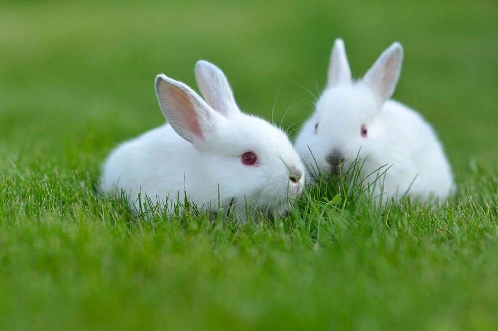 white rabbits.jpg
