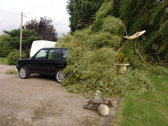 Willow Damage p38 001.JPG