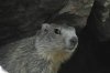little marmot.jpg