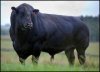 aberdeen-angus-bull.jpg