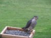 Peregrine Falcon 27 03 18.JPG