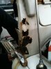 17-08-2010 bulkhead rust.jpg