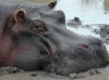 Marm-hippo-in-mud.jpg