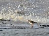 Turnstone - Re-worked.jpg