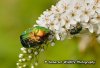 Rose Chafer & Green Bottle.jpg