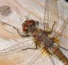 Common Darter - Sympetrum striolatum (29).JPG