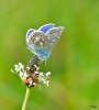 Common Blue - Polyommatus icarus (3).JPG