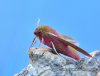 Elephant Hawk-moth - Deilephila elpenor (2).jpg