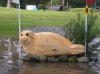 seal on rocks.jpg