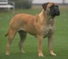 bullmastiff[1].jpg