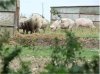 pigs.jpg