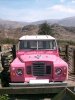 Pink Landy.JPG