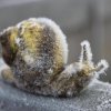 A Frozen Snail.jpg