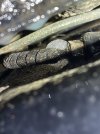 IMG_3834.jpeg