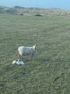 IMG_2931.jpeg