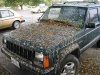 bird-poop-art-car3.jpg