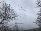 IMG_0933.jpeg