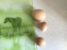 IMG_0952.jpeg