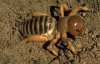 nastybug.jpg