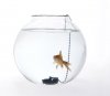 web-fishbowl-dont-****-me-off.jpg