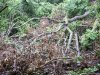 tree1.jpg