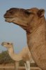 camels.jpg