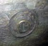 FuelTankDrainPlug.jpg