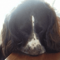 Spaniel25