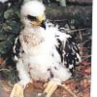 Falconry School