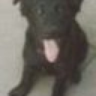 crazy dog