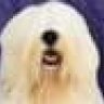 dulux dog